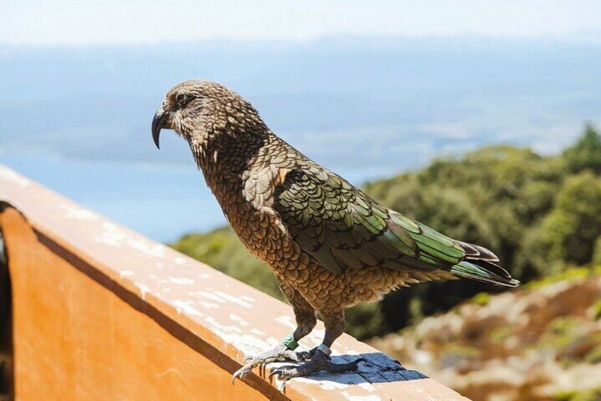 Meet the locals - Kea Bird