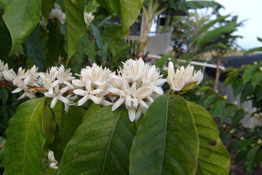 Coffee blossom. Unbelievable scent. Sweet and floral