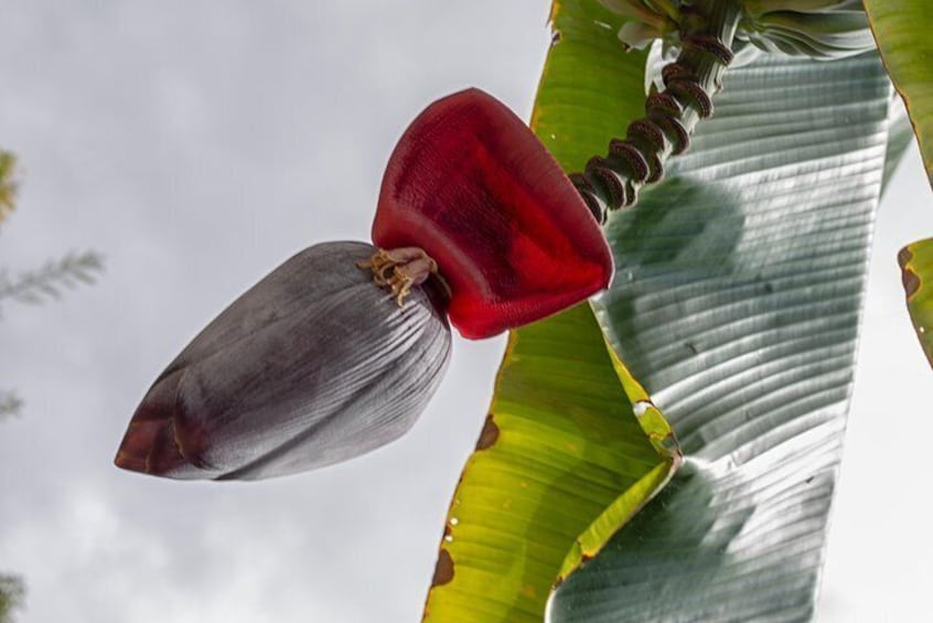 Banana blossom