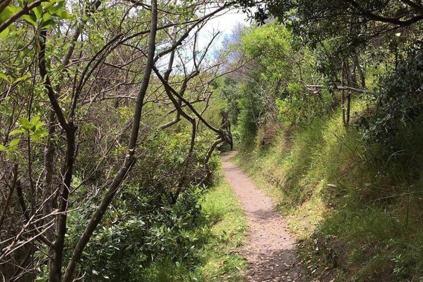 Waiheke Island Vineyards and Bush Walk