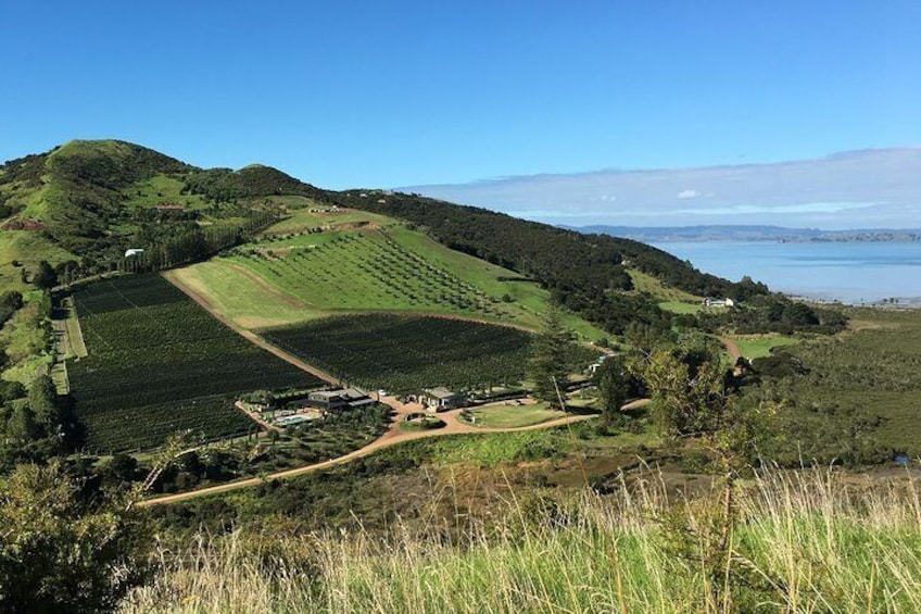 Awaawaroa Valley Vineyard