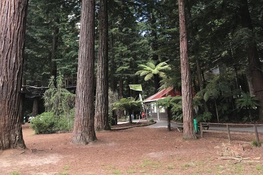 Rotorua's serene Redwood forest 