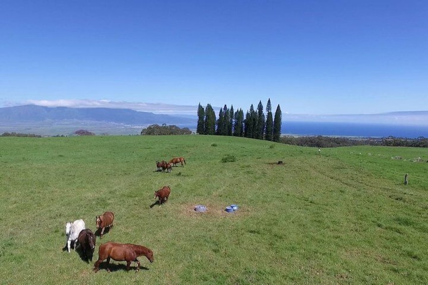 Maui Sunriders Bike Co. 20 Years Providing Self-Guided Haleakala Downhill Bike Tours! Over 1000+ 5 star reviews! Maui's Best & Longest Ride over any operator, from the mountain to the sea.