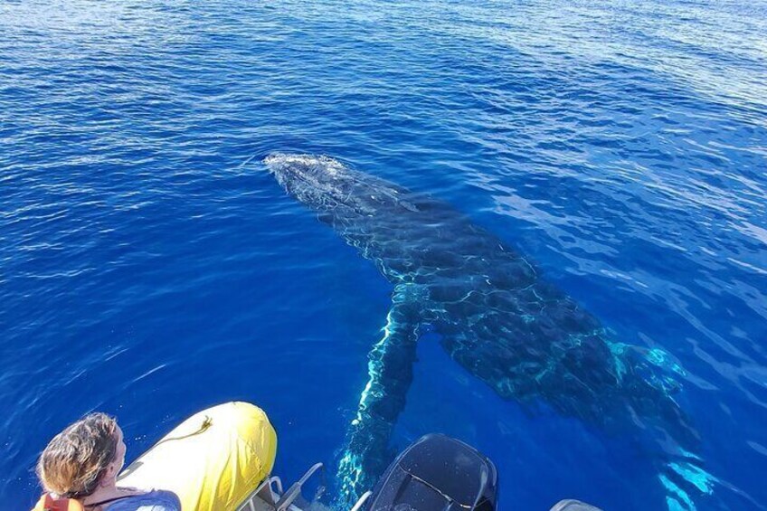 Small Group 2 hour Whale Watch from Raft (Mala, Lahaina)