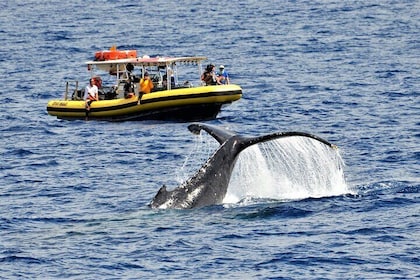 Avistamiento de ballenas en Maui: recorrido en balsa de 2 horas para grupos...