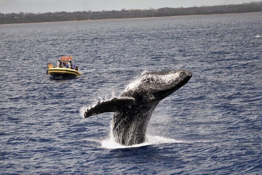 Small Group 2 hour Whale Watch from Raft (Mala, Lahaina)