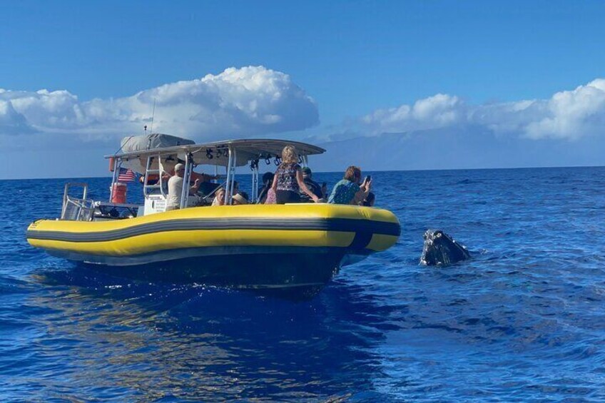 Small Group 2 hour Whale Watch from Raft (Mala, Lahaina)