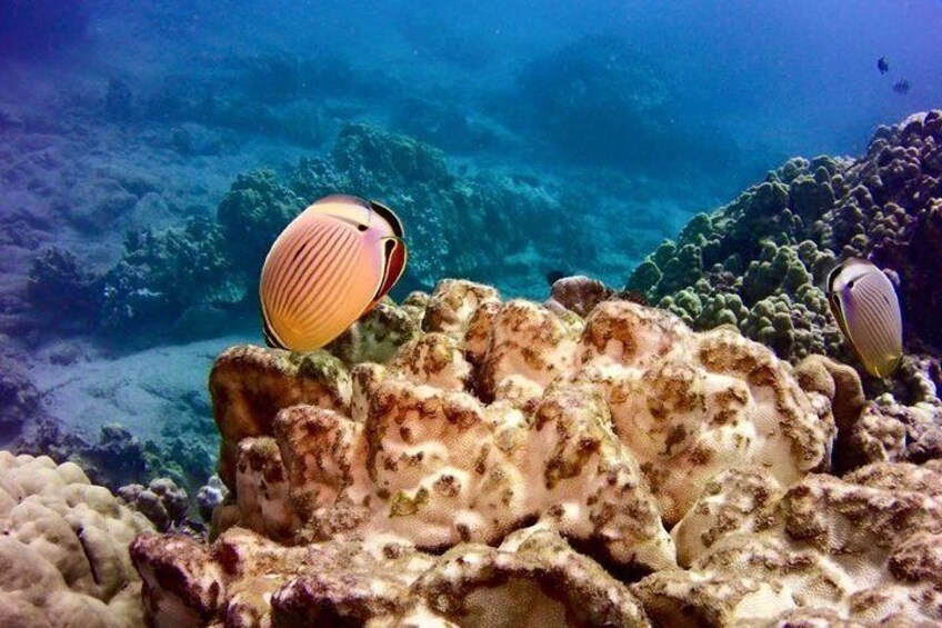 Pristine Reefs and clear waters