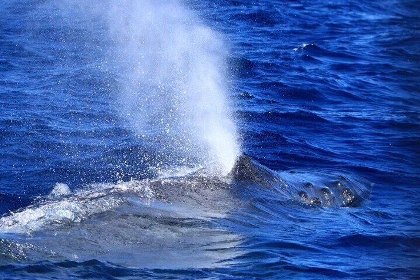 Guaranteed Whale Watch in Kona