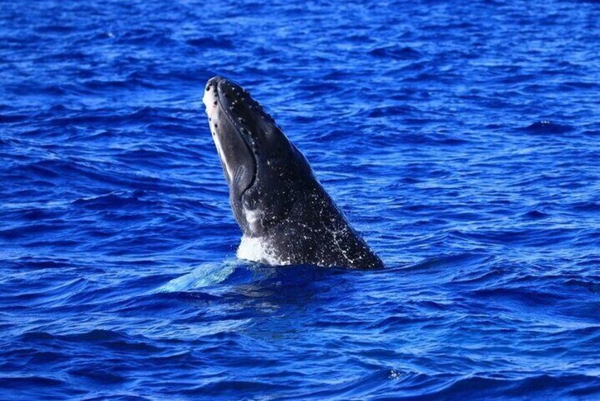 Guaranteed Whale Watch in Kona