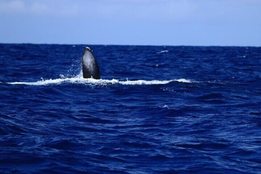 Guaranteed Whale Watch in Kona