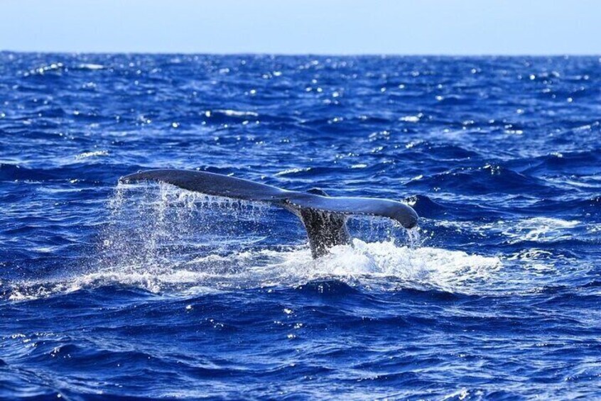 Guaranteed Whale Watch in Kona