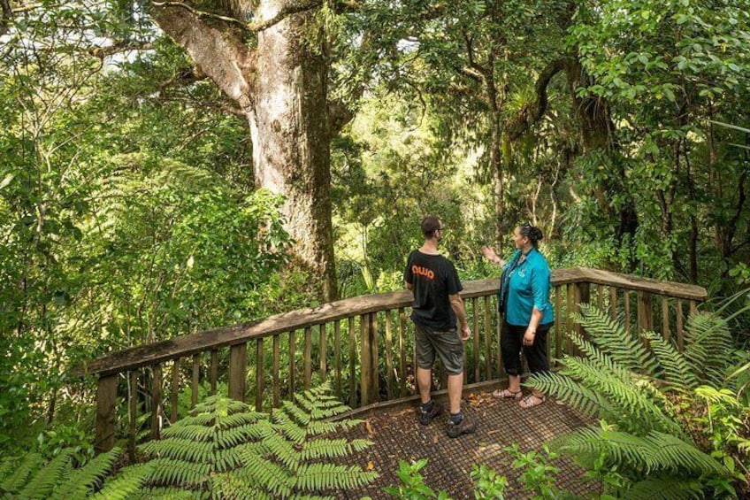 Private Auckland West Coast Day Tour