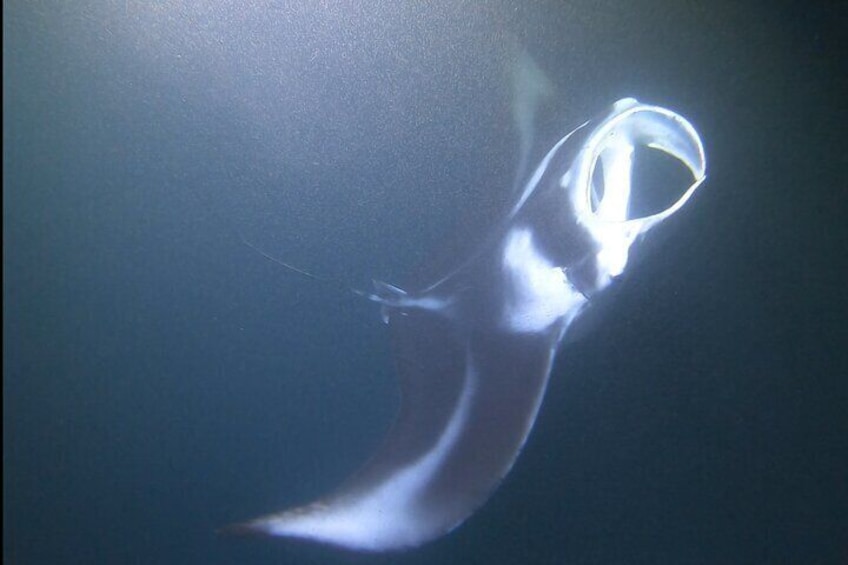 Night Manta Snorkel Adventure in Kona