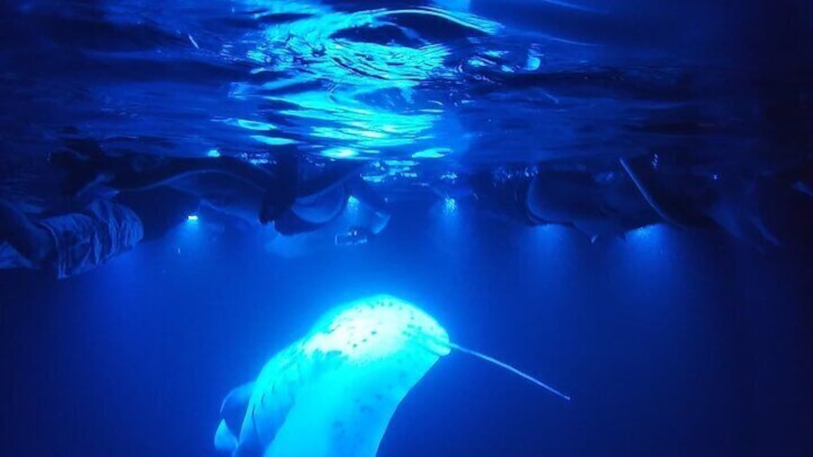 Manta Ray Night Snorkel at Kona, Big Island