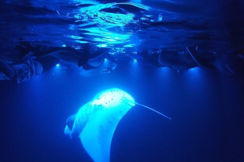 Manta Ray Night Snorkel Kona, Big Island