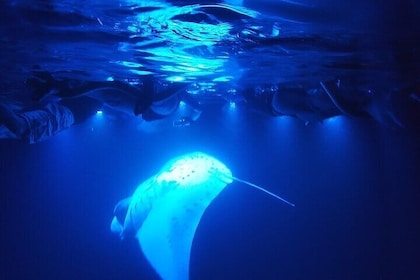 大岛科纳的蝠鲼夜间浮潜