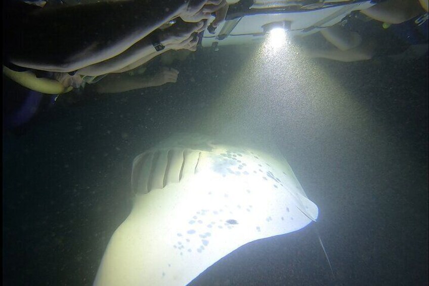 Night Manta Snorkel Adventure in Kona