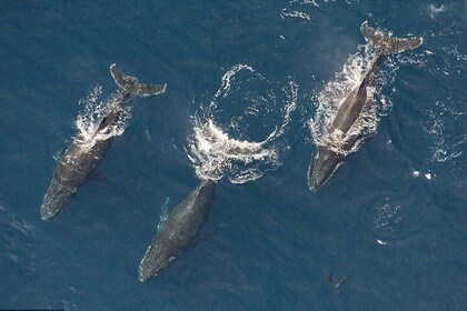 Maui Whale Watching -Private- Air Tour: Spectacular Humpbacks Seen from Abo...
