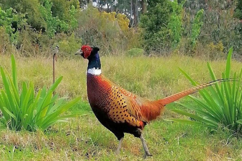 Birds of the Bay of Islands 