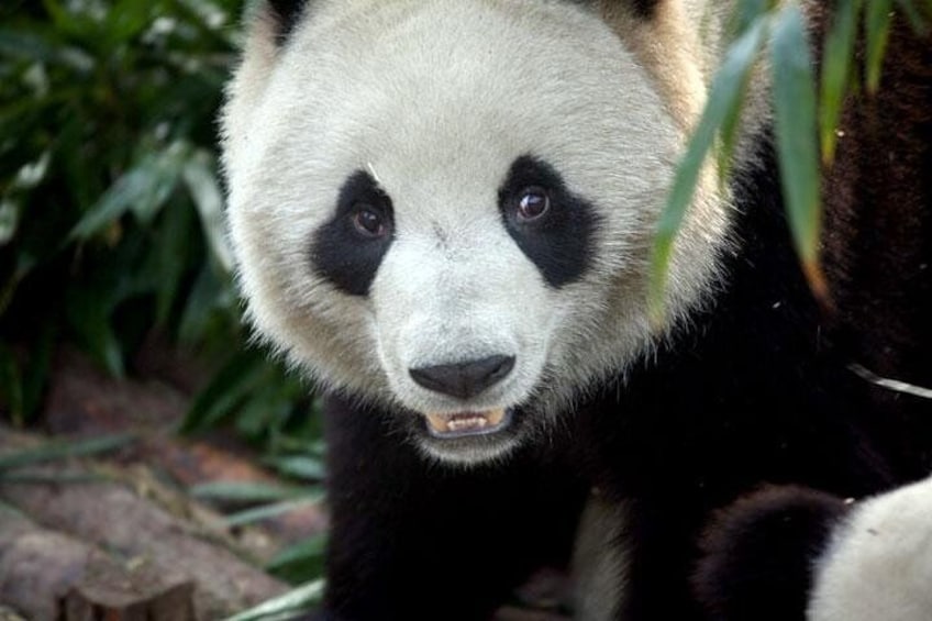 A cute panda, Chengdu