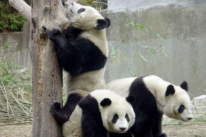 China Pandas 