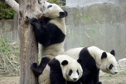 Private Chengdu Day Tour: Giant Pandas and Jinsha Site Museum