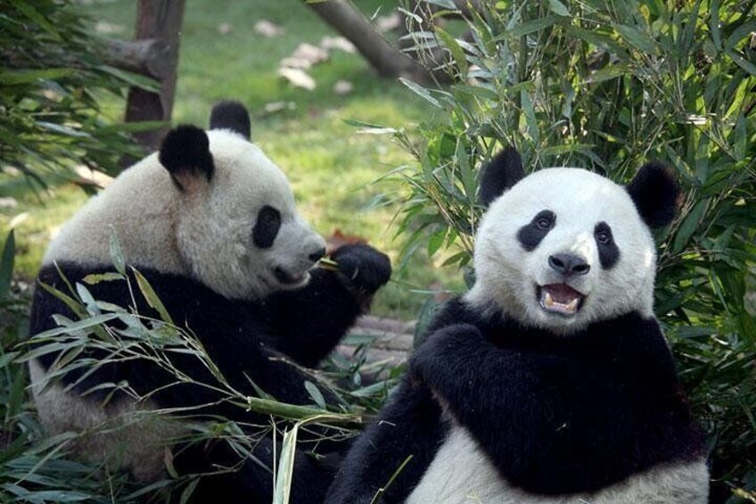 Giant Pandas, Chengdu