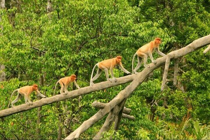 Proboscis Monkey and Fireflies River Cruise