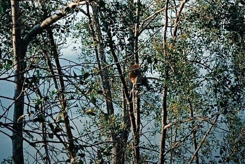 Proboscis Monkey and Fireflies River Cruise