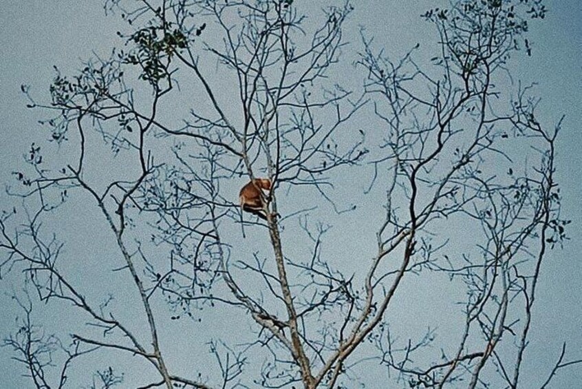 Proboscis Monkey and Fireflies River Cruise