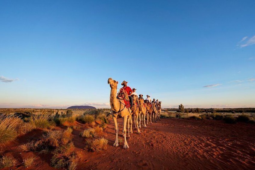 Uluru Camel Tours