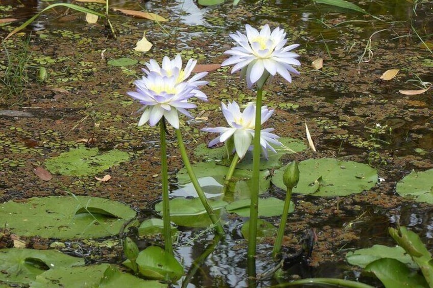 Yellow Water Cruise - Kakadu