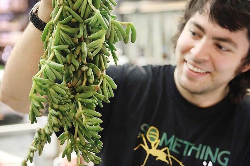 Indigenous foods