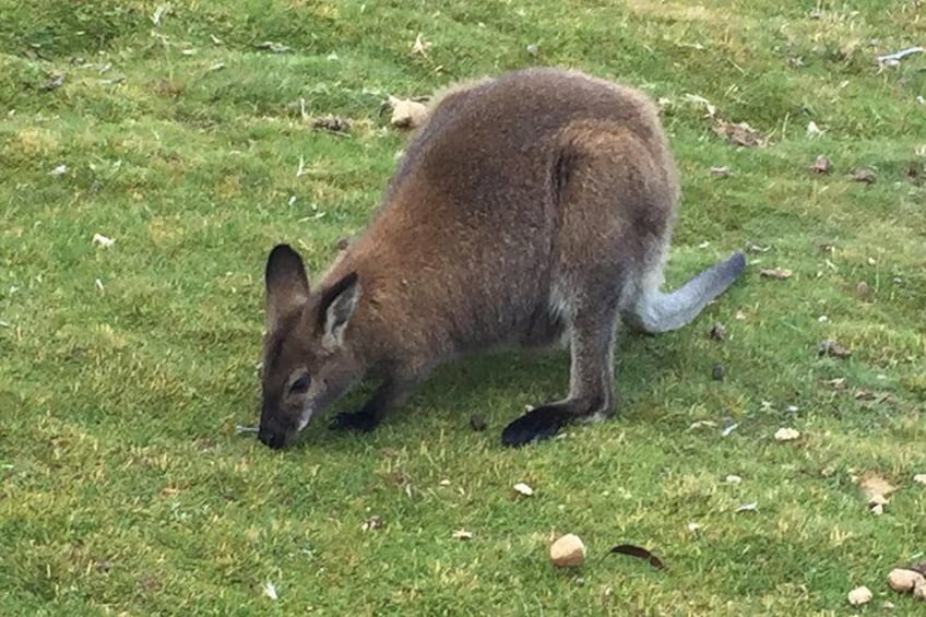 Wallaby