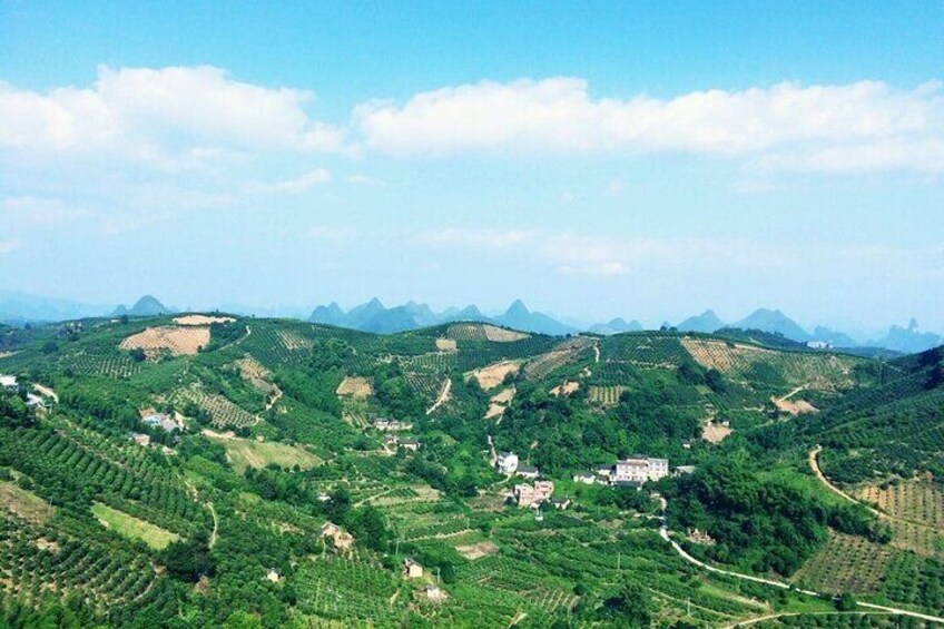 Largest Tea Plantation & Amazing Xianggong Hill