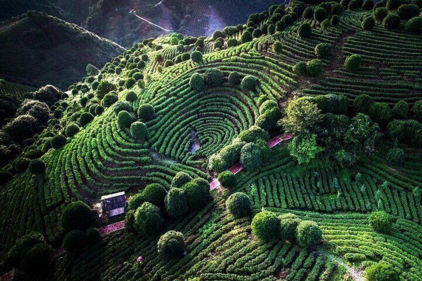 Largest Tea Plantation & Amazing Xianggong Hill