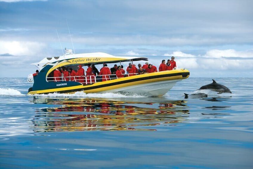 Yellow boat and dolphin
