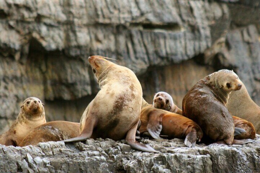 Australian fur seals
