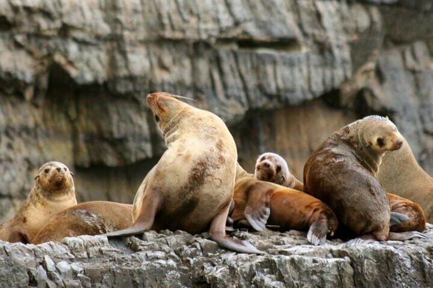 Australian fur seals
