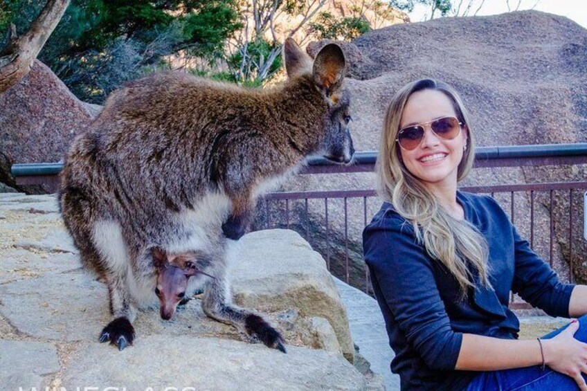 Full-Day Tour to Wineglass Bay from Hobart
