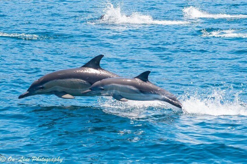 Cruise around Maria Island and view playful common dolphins.