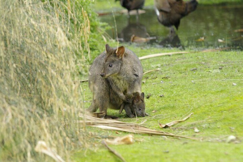 Face to face with Maria Island's local residents.