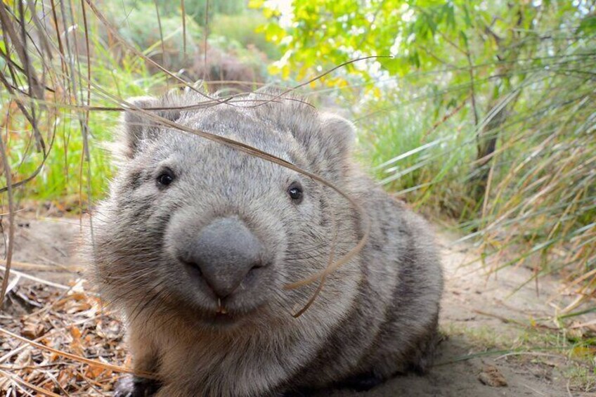 Maria Island has the most adorable wombats in the World!