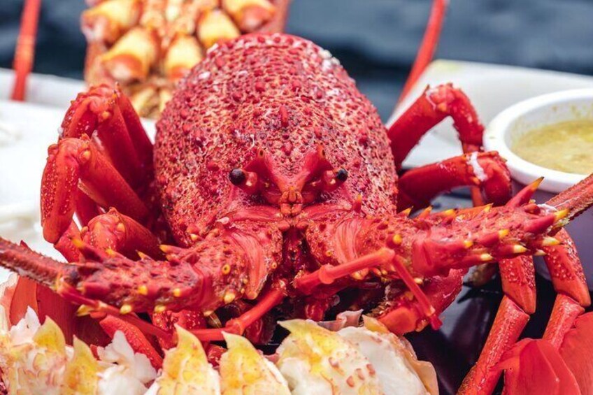 Dine on Rock Lobster