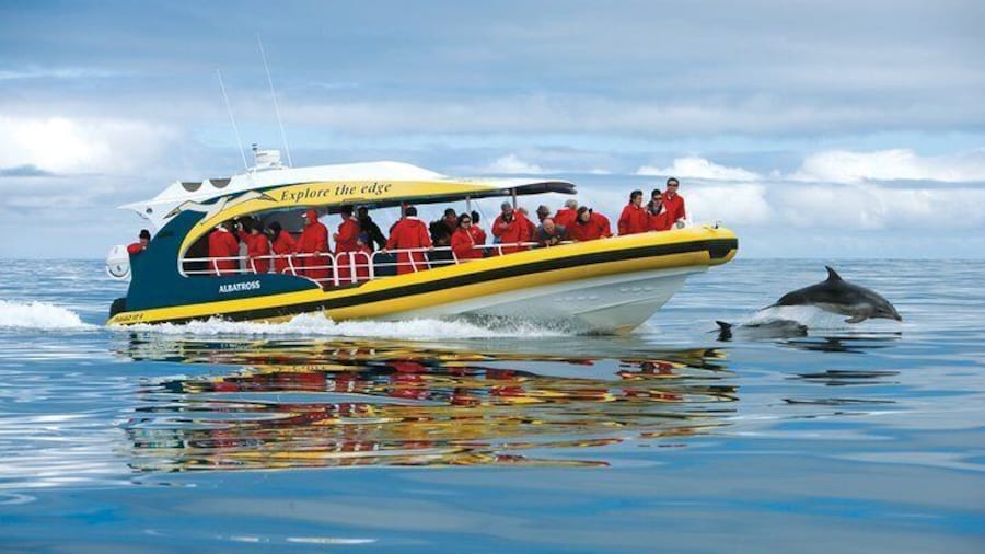 Yellow boat and dolphin