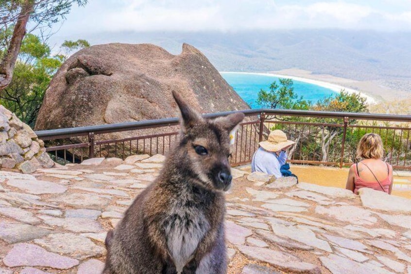 Visitors sharing the views with a local resident at Wineglass Bay