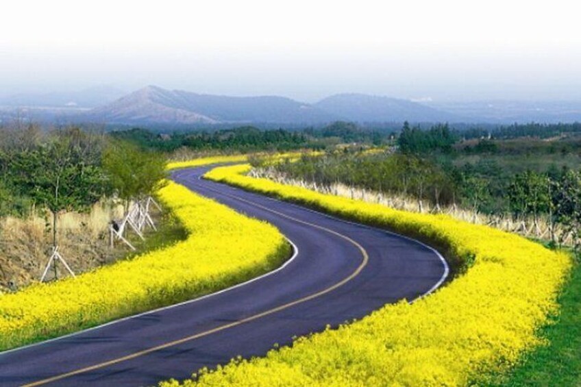 10Day Best of South Korea with Jeju, Busan, Gyeongju, Andong, Seoul, DMZ& JSA.