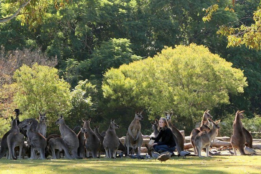 Lone Pine Koala Sanctuary Admission with Brisbane River Cruise