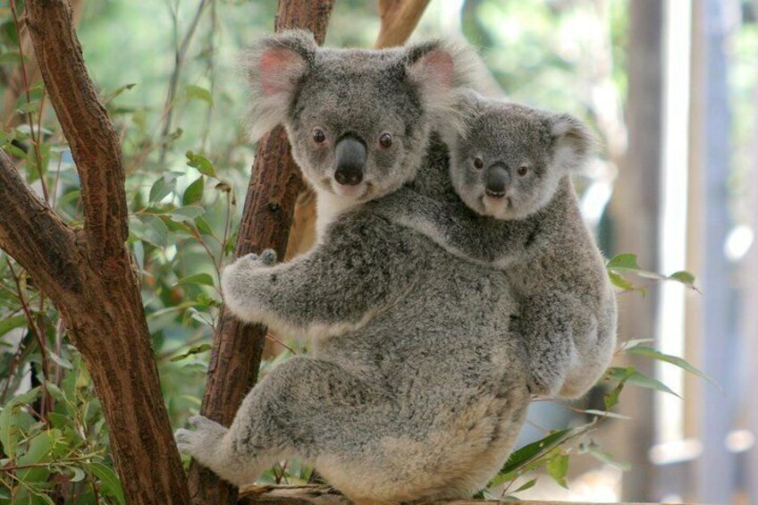 Lone Pine Koala Sanctuary Admission with Brisbane River Cruise